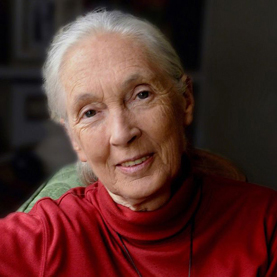 Jane Goodall image