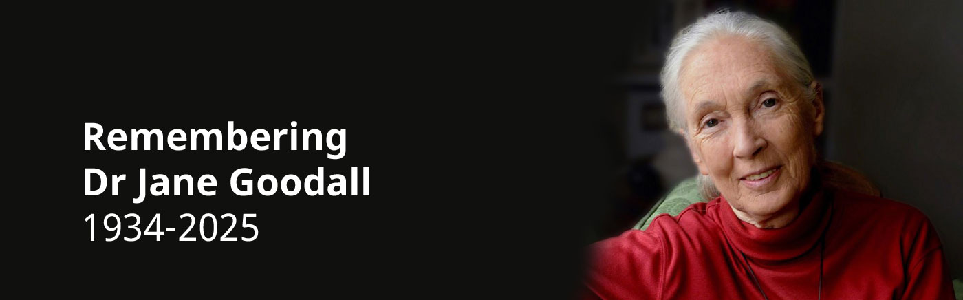  Remembering Dr Jane Goodall banner image