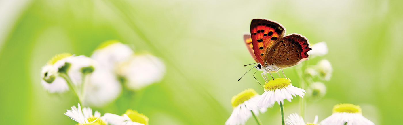  2025: New Forum report on financing the transition to a more resilient and sustainable agri-food system banner image